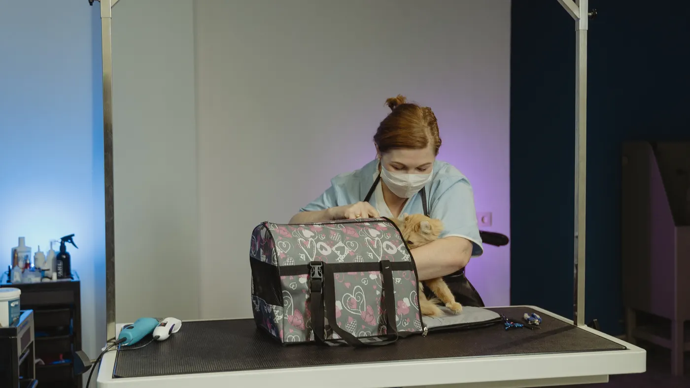貓咪口臭正常嗎？牙齦炎、牙周病與需要看獸醫的訊號情境照片