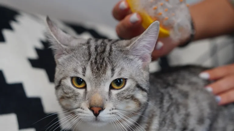 飼主以梳子輕柔梳理灰色家貓，呈現短而規律的日常梳毛