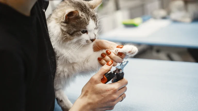 飼主以寵物指甲剪輕柔修剪貓咪透明指甲尖端