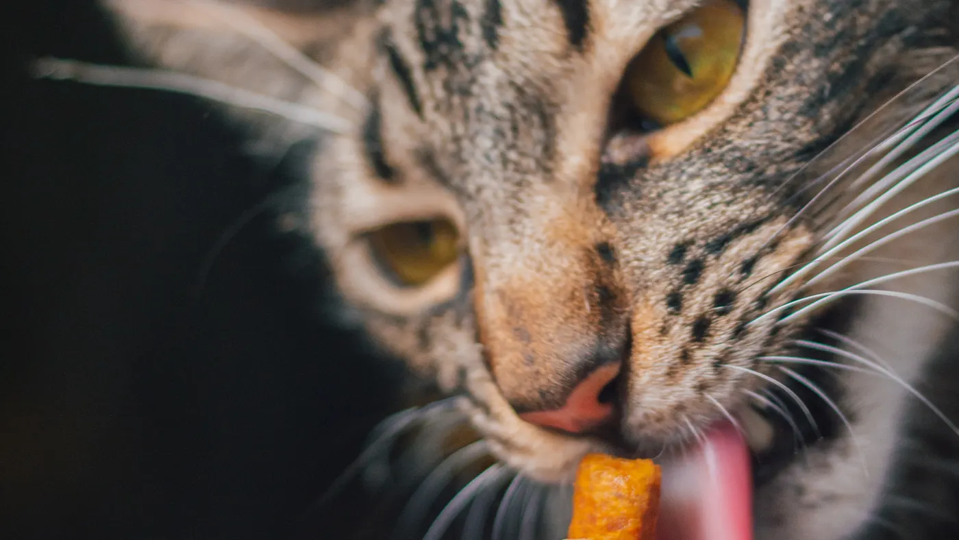 飼主用手餵貓咪小份零食，示意把獎勵熱量納入每日總量
