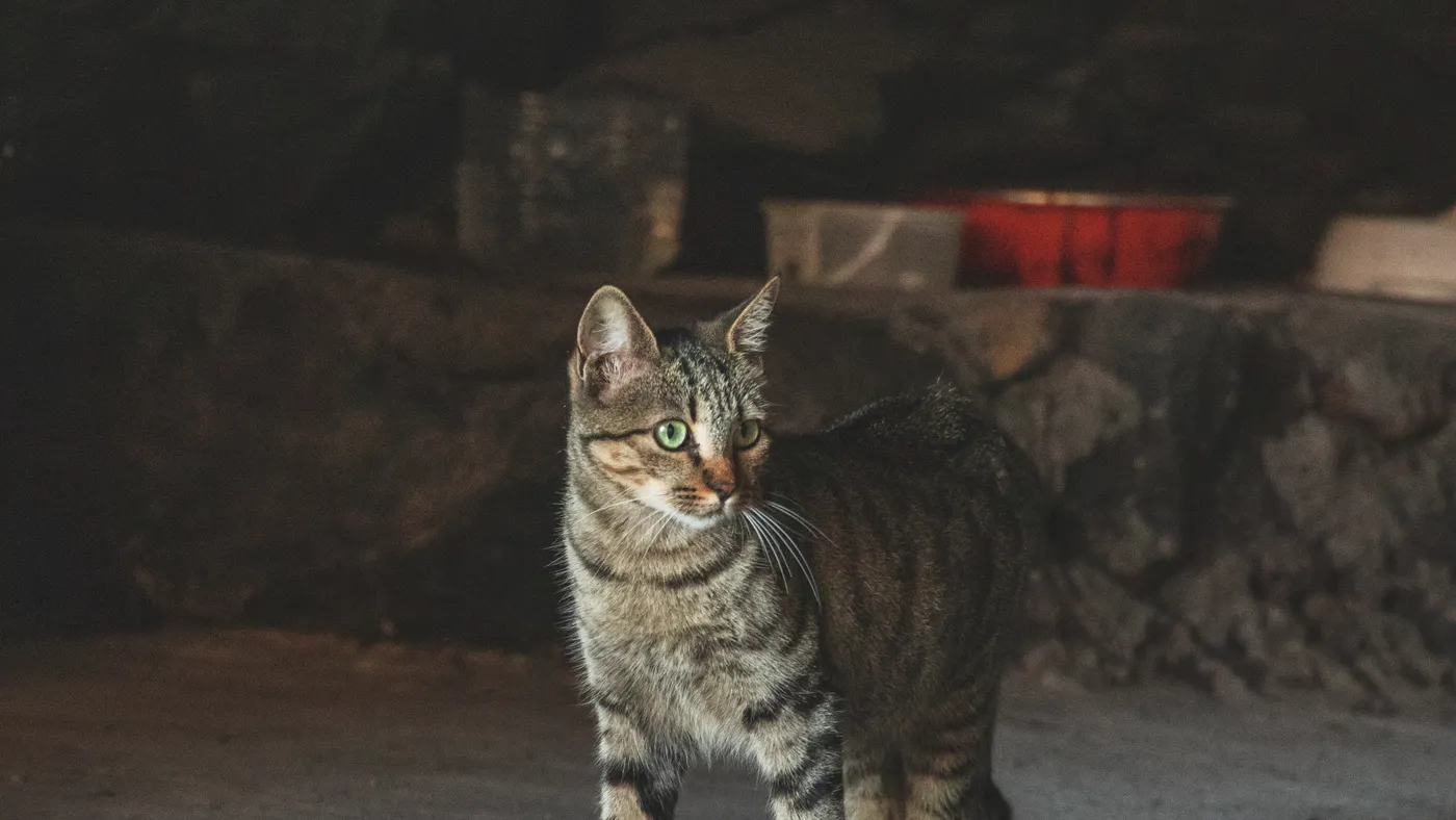 貓砂多久換一次